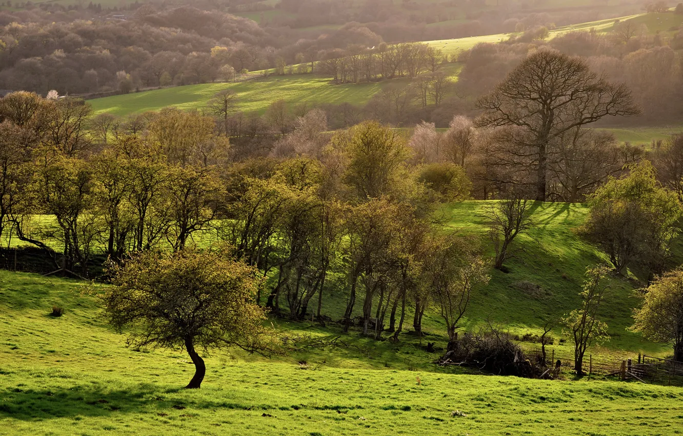 Фото обои зелень, деревья, природа, склоны, поля, весна