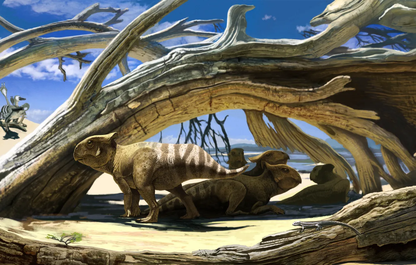 Фото обои desert, small, Protoceratops, dinosaurs