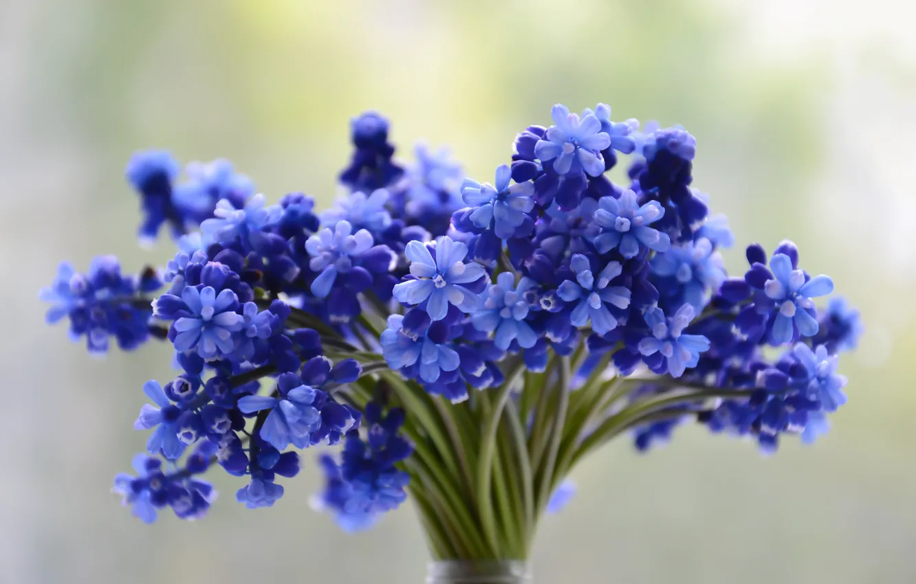 Фото обои цветы, синий, букет, Muscari