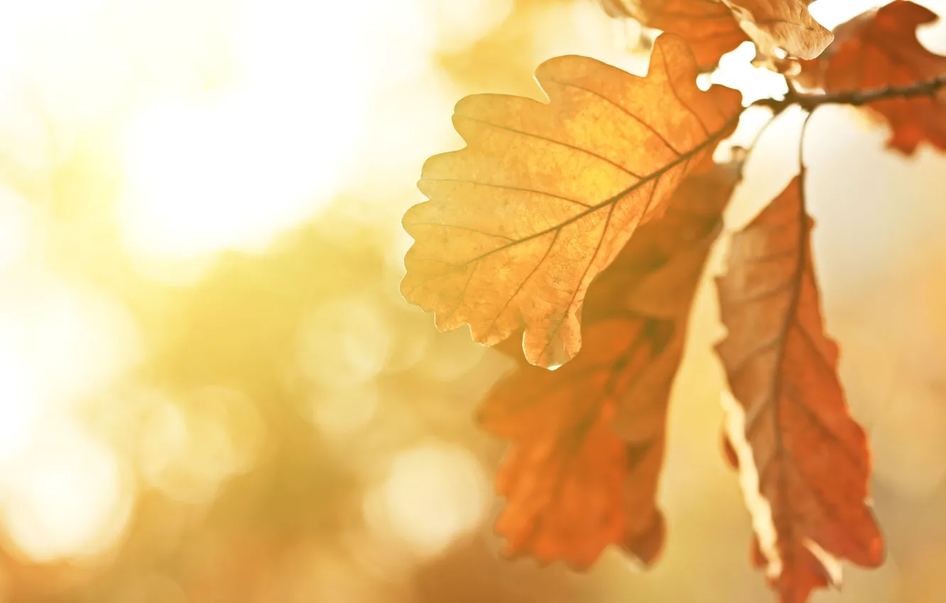 Фото обои листья, солнце, фото