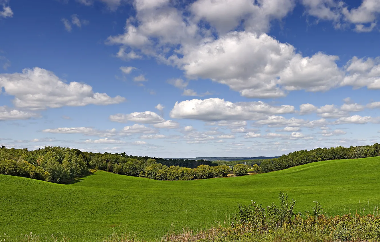 Фото обои зелень, поле, лето, небо, трава, солнце, облака, деревья