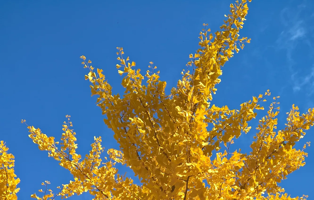 Фото обои sky, yellow, blue, autumn, leaves, tree, fall, sunny