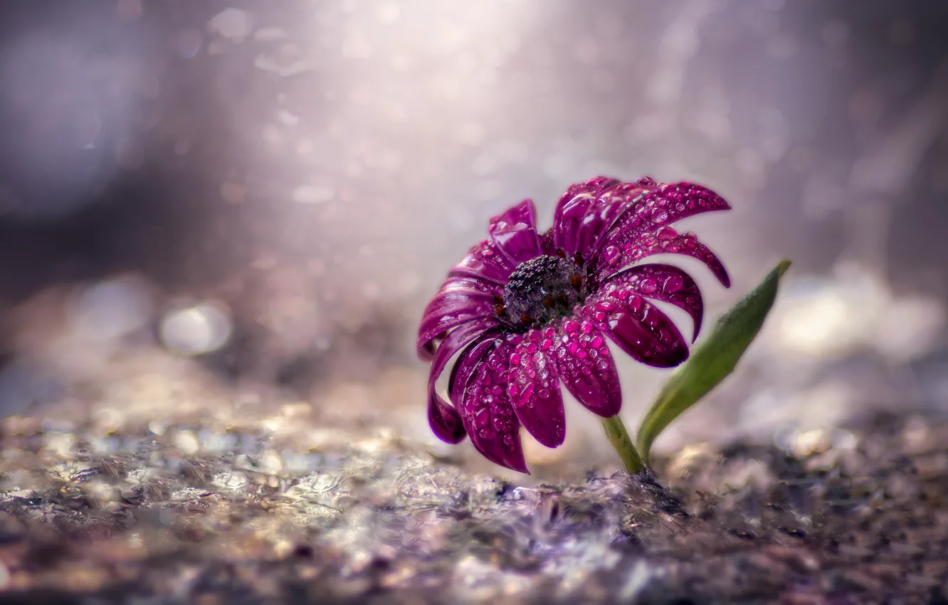 Фото обои цветок, фиолетовый, вода, капли, брызги, фон, один, листок