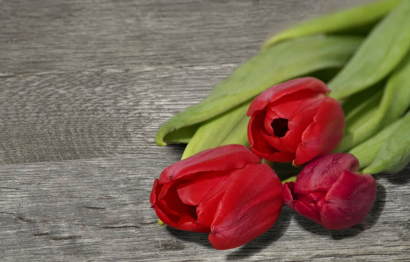 Фото обои цветы, доски, букет, тюльпаны, красные, трио