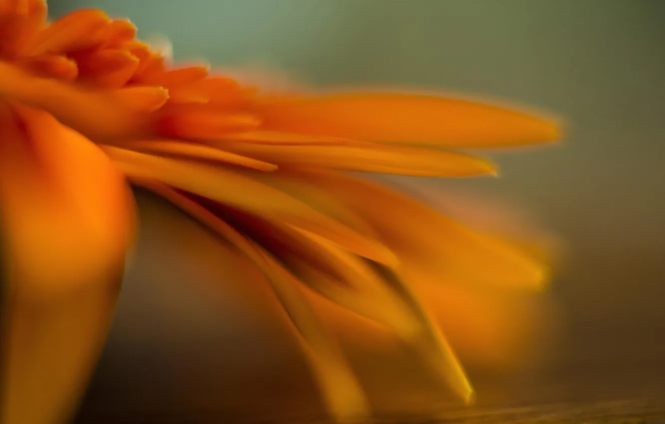 Фото обои цветок, макро, оранжевый, календула