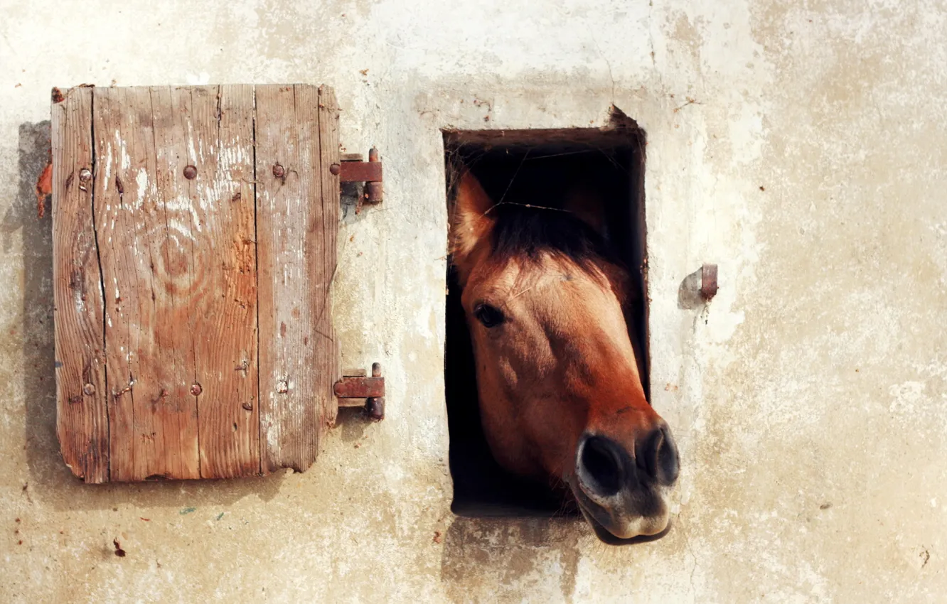 Фото обои стена, конь, окно