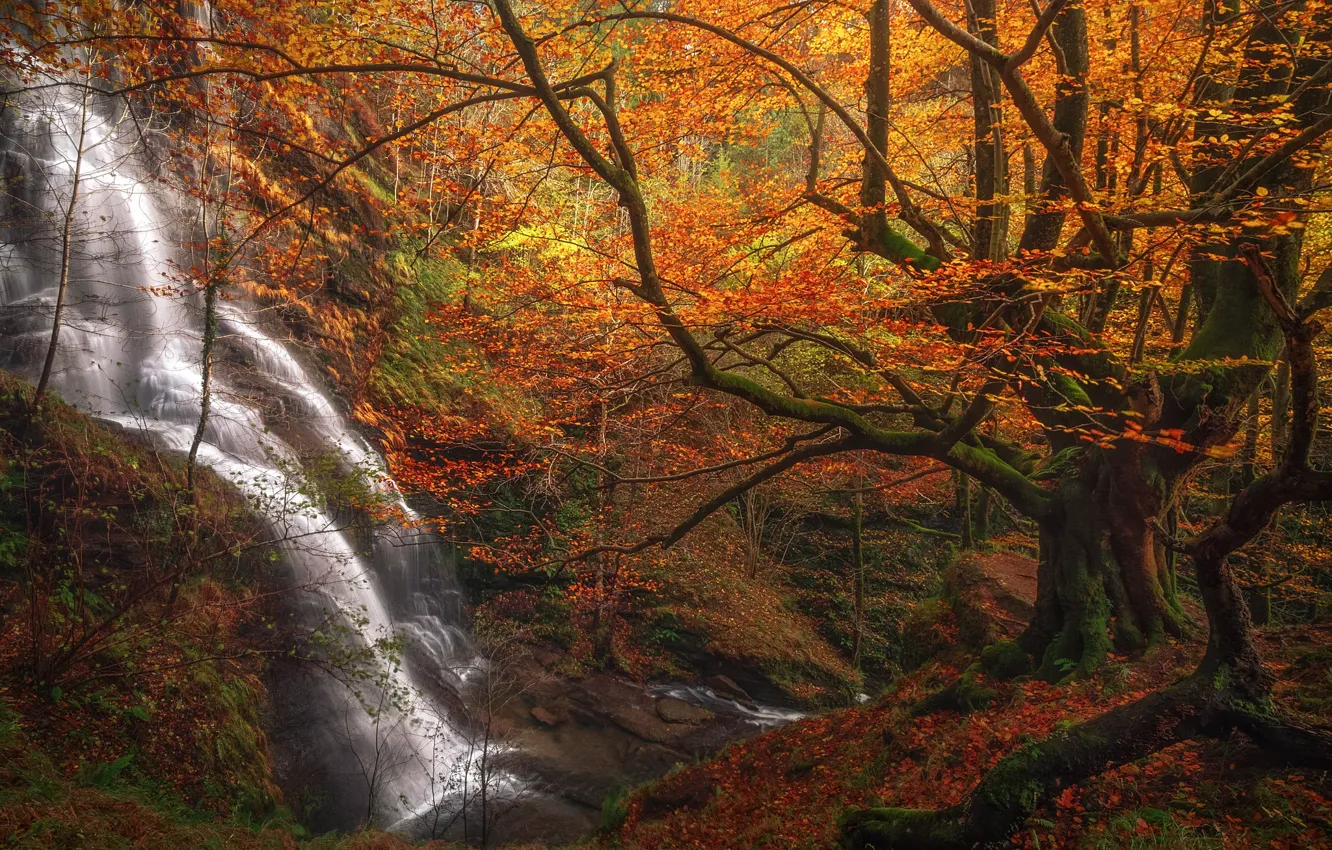 Фото обои осень, лес, деревья, водопад, Испания, каскад, Spain, Бискайя