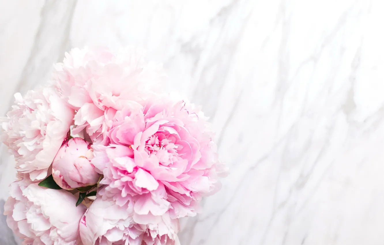 Фото обои цветы, букет, мрамор, pink, flowers, пионы, peonies, tender