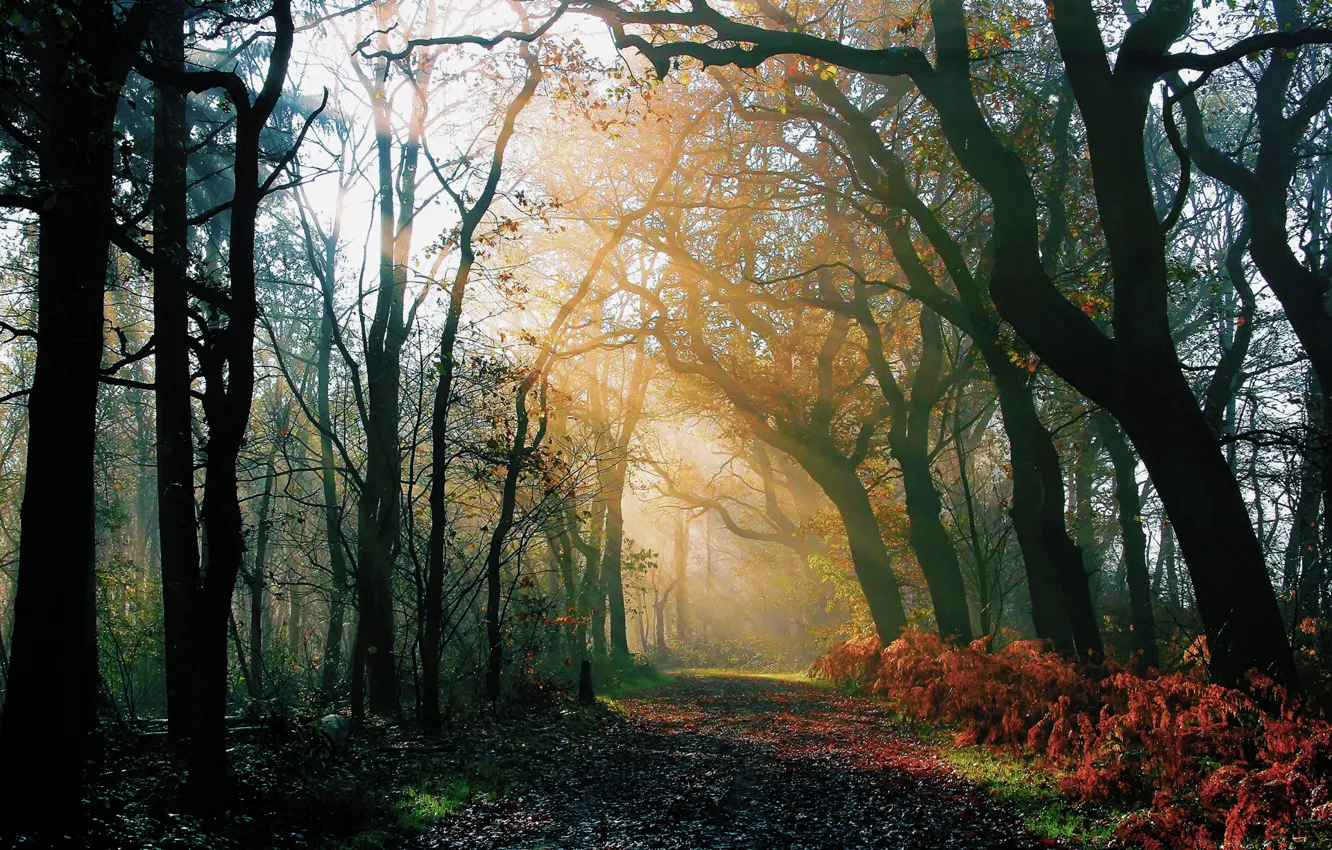 Фото обои дорога, осень, лес, лучи, свет, природа, утро, после дождя
