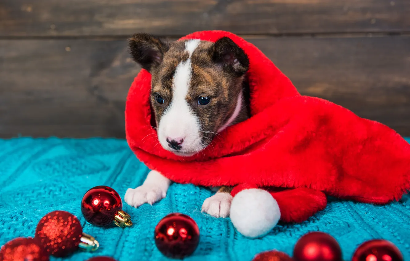Фото обои взгляд, шарики, красный, поза, праздник, шары, доски, собака