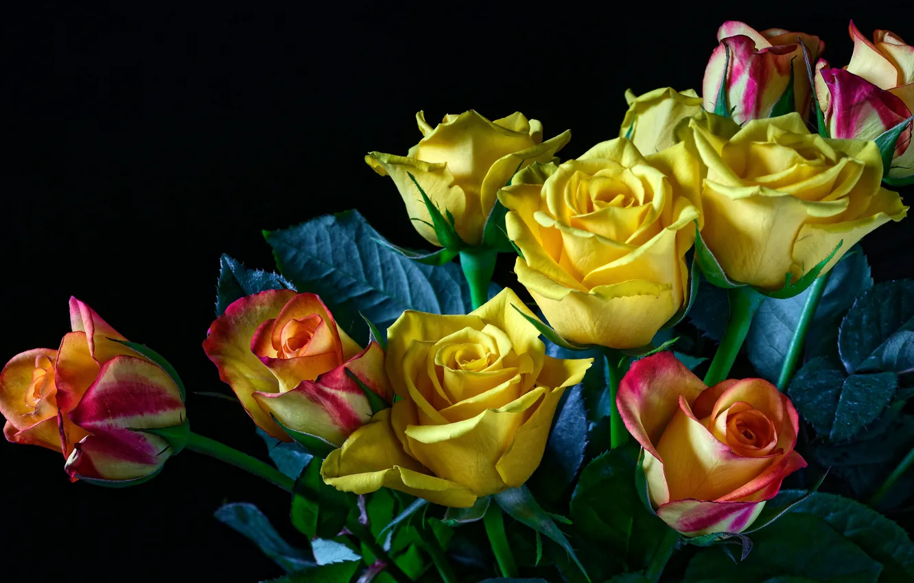 Фото обои листья, цветы, розы, букет, черный фон, бутоны, жёлтые