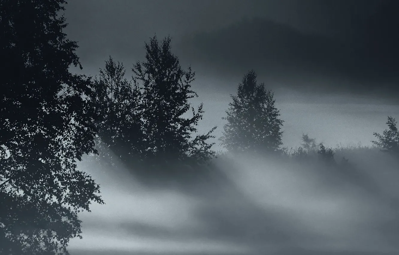 Фото обои деревья, рассвет, Туман, сумерки