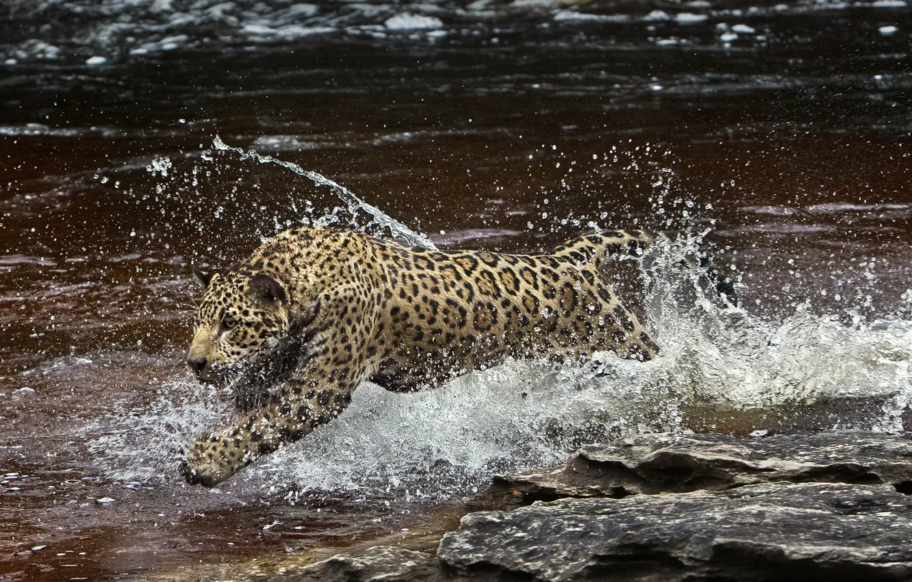 Фото обои вода, брызги, хищник, ягуар, Амазония, (фильм)