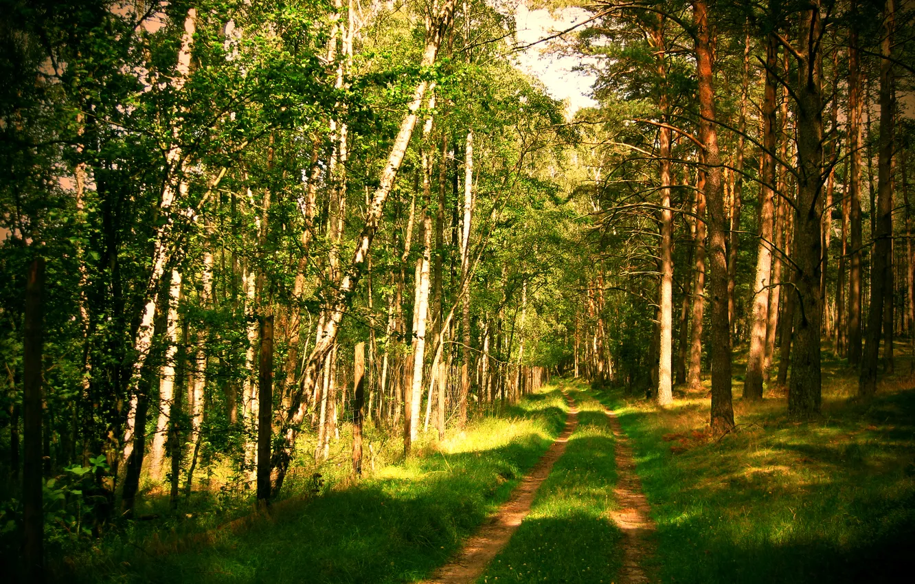 Фото обои дорога, лес, лето, природа