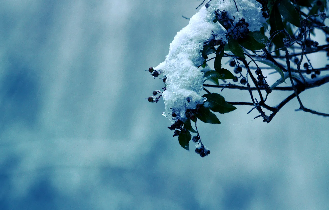 Фото обои холод, зима, снег, деревья, природа, фото, дерево, мороз