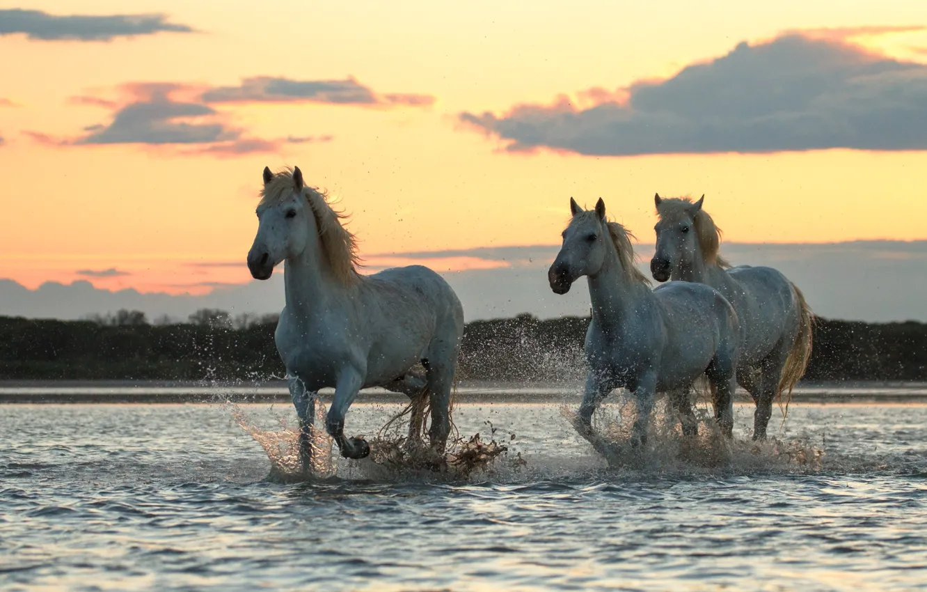 Фото обои утро, скачут, Белые кони, по реке