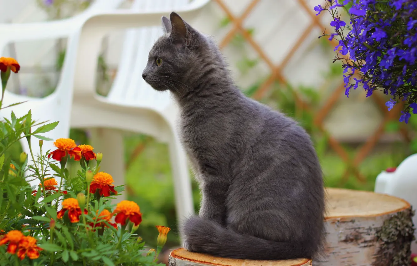 Фото обои кошка, кот, цветы, размытость, пенек, стул, дымчатый, бархатцы