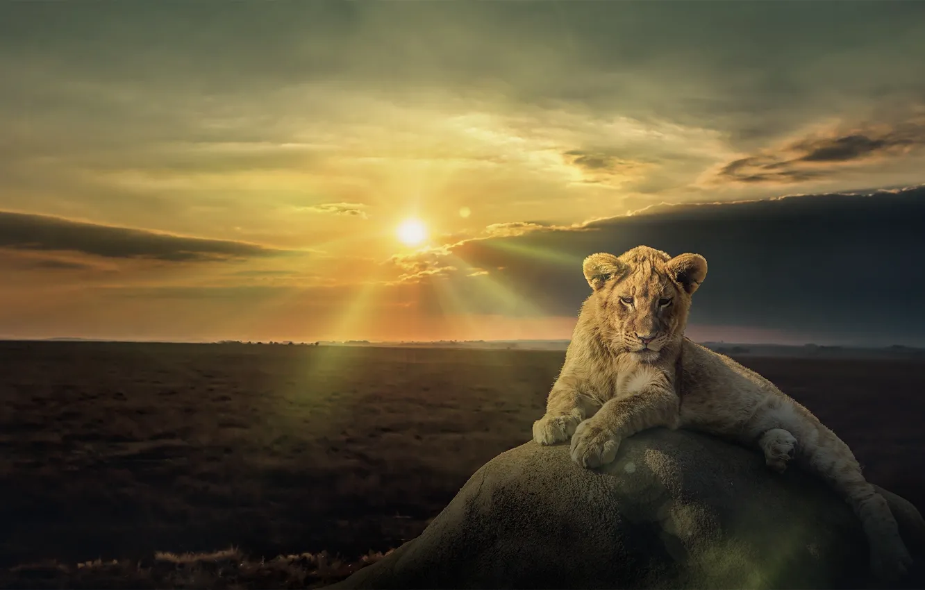 Фото обои закат, камень, лев, детёныш, львёнок