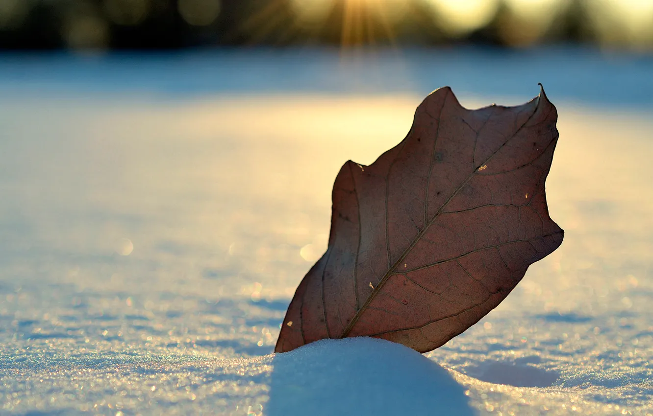 Фото обои зима, снег, лист