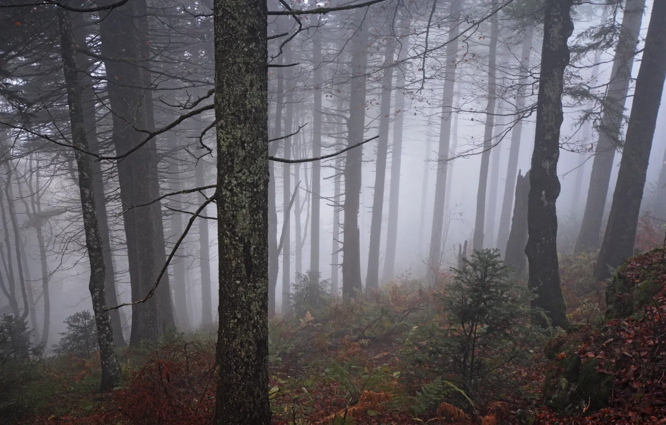 Фото обои лес, деревья, природа, туман, Германия, Шварцвальд