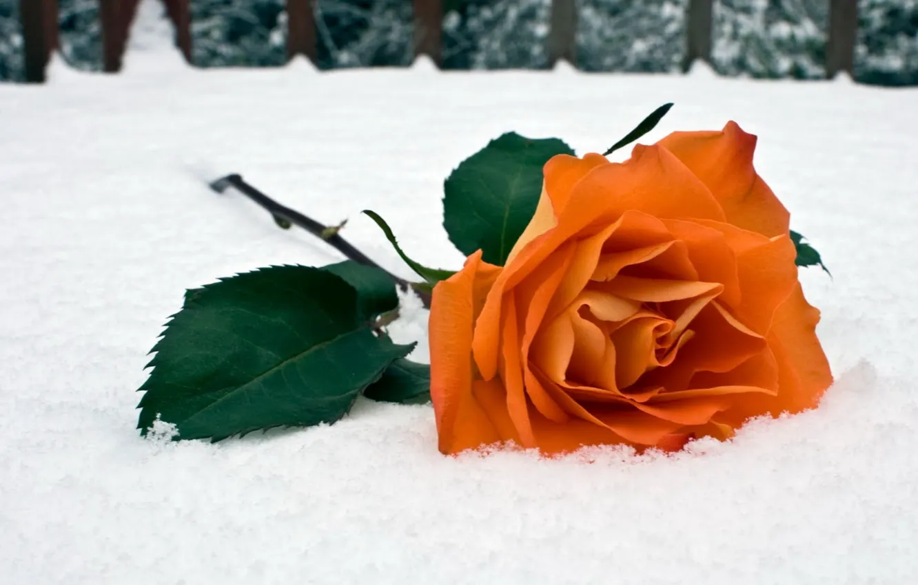 Фото обои зима, снег, роза