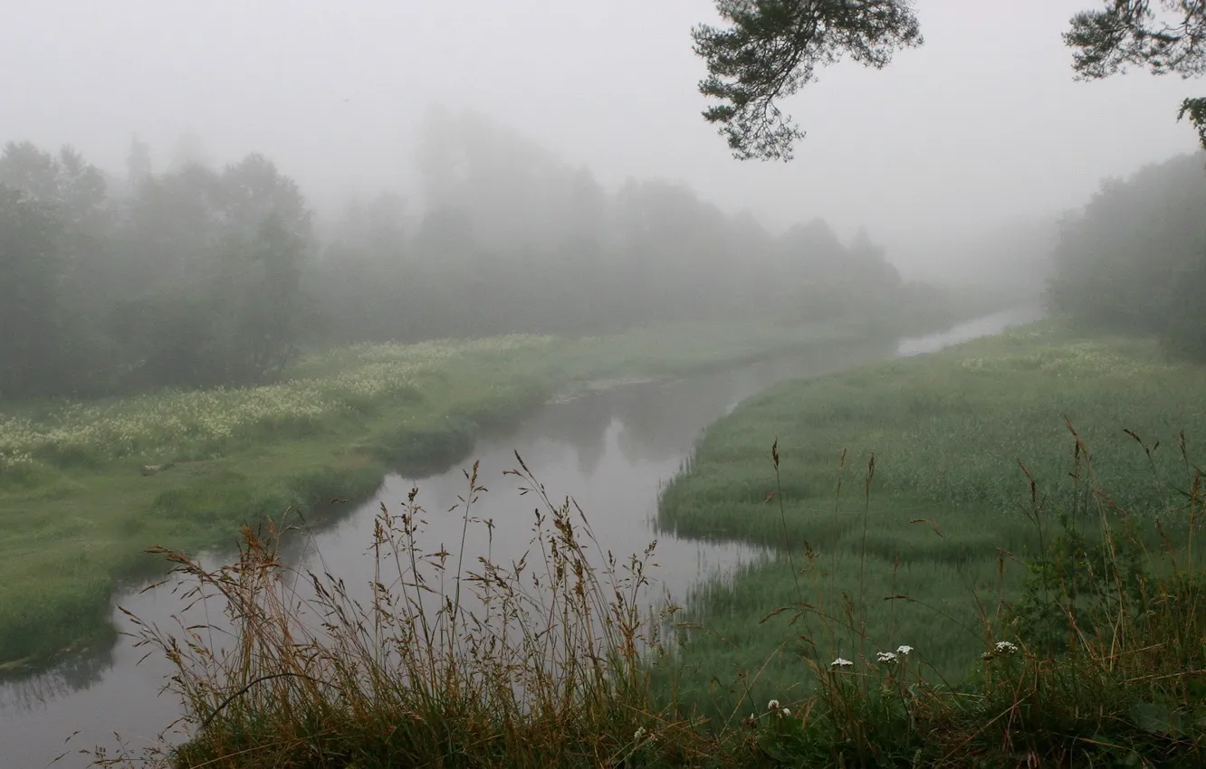 Фото обои трава, туман, река