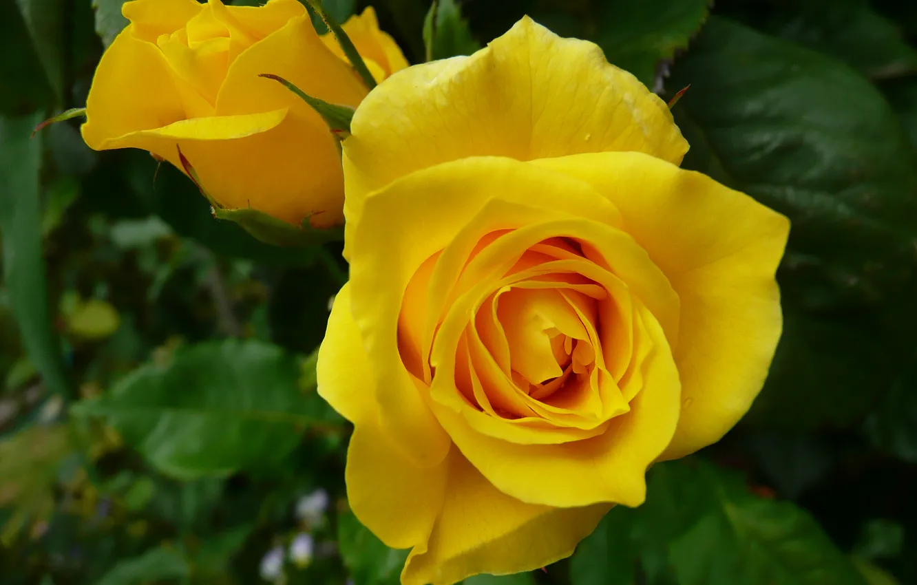 Фото обои макро, роза, бутоны, жёлтая роза