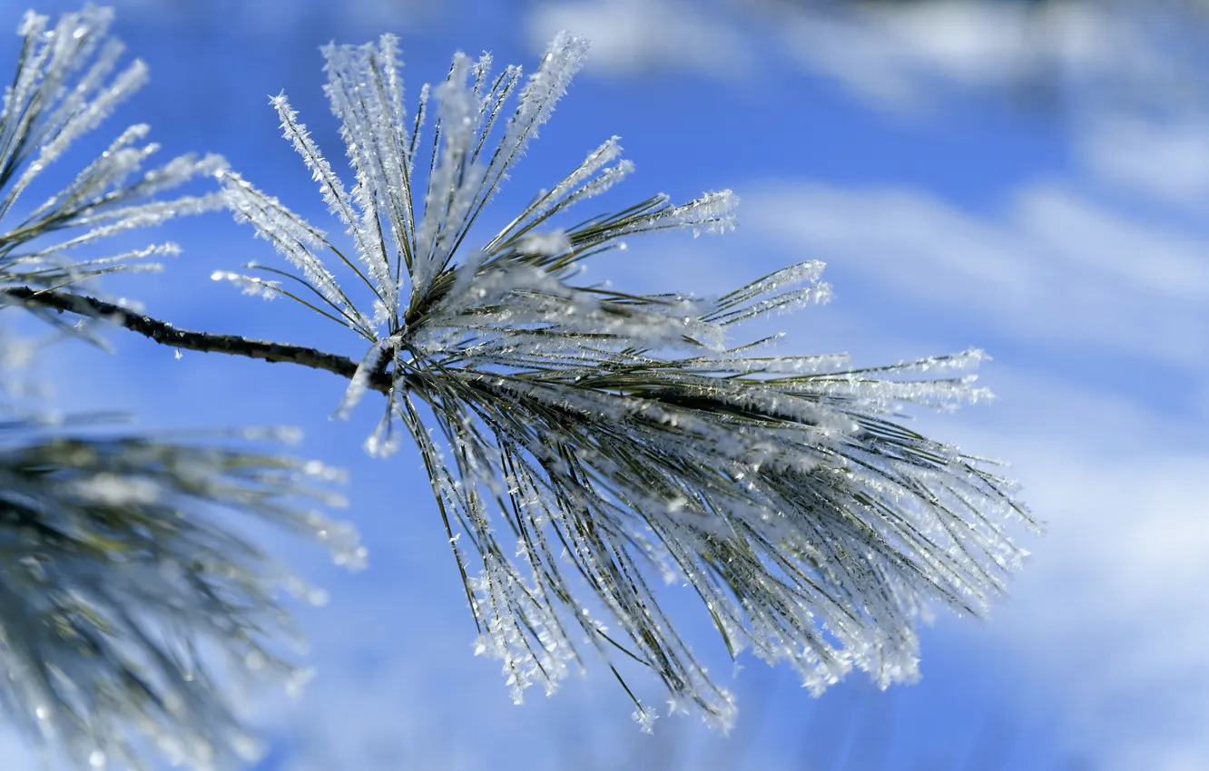 Фото обои зима, иней, снег, синий, ветка, хвоя, лапка