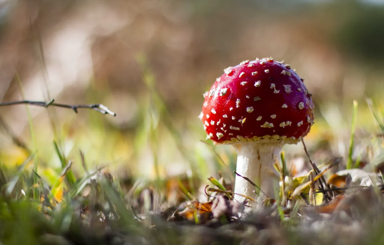 Фото обои осень, лес, природа, гриб