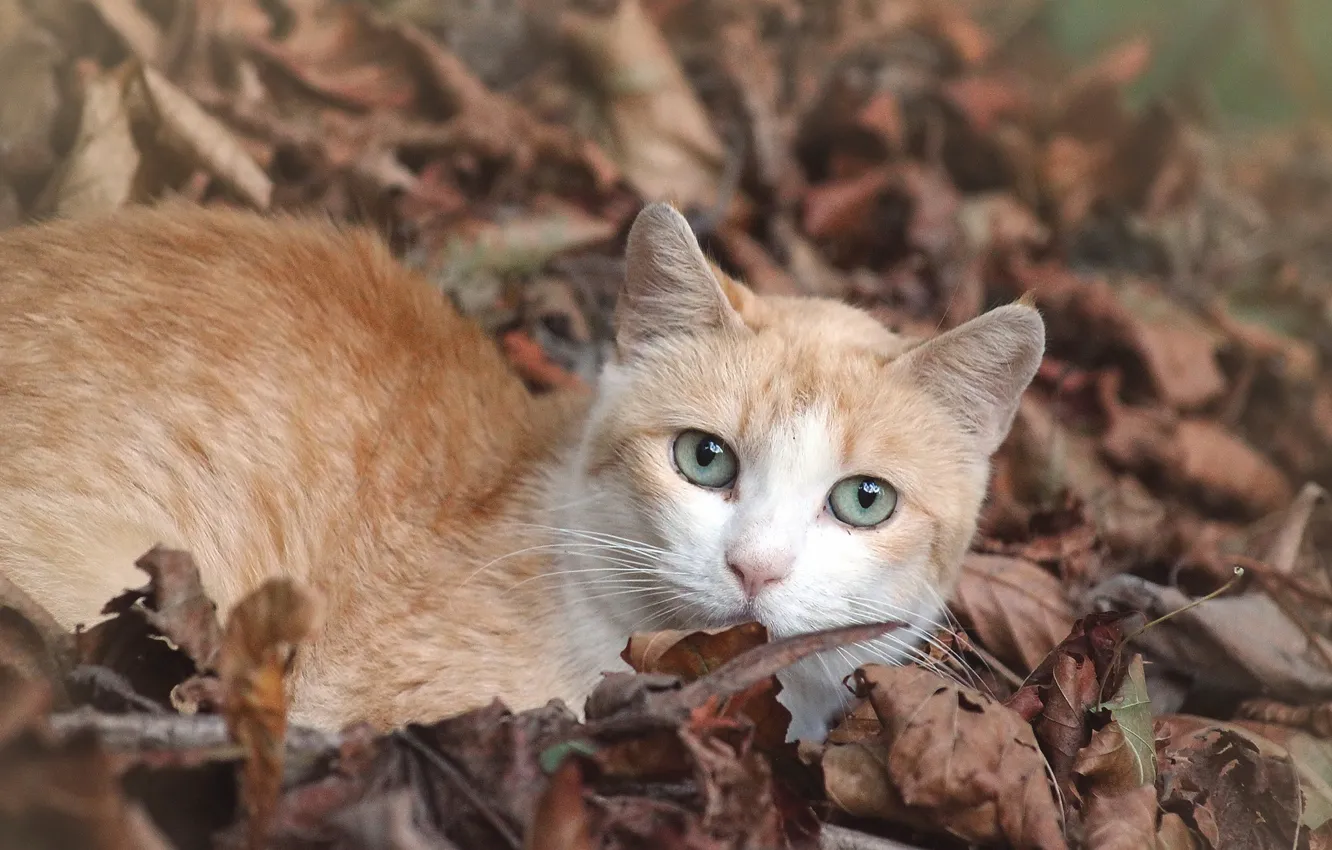Фото обои кошка, взгляд, мордочка, рыжая, опавшие листья, котейка