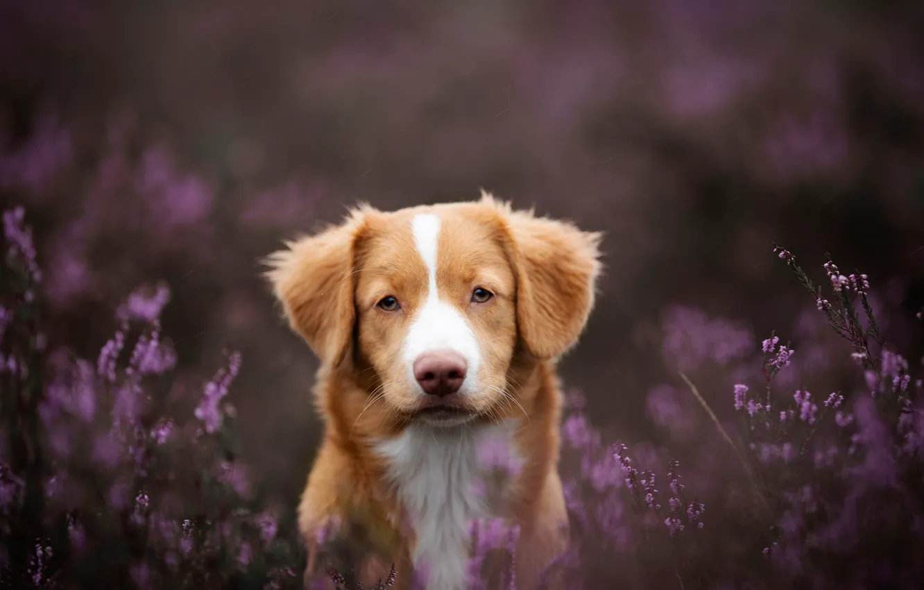 Фото обои взгляд, морда, собака, вереск, Новошотландский ретривер
