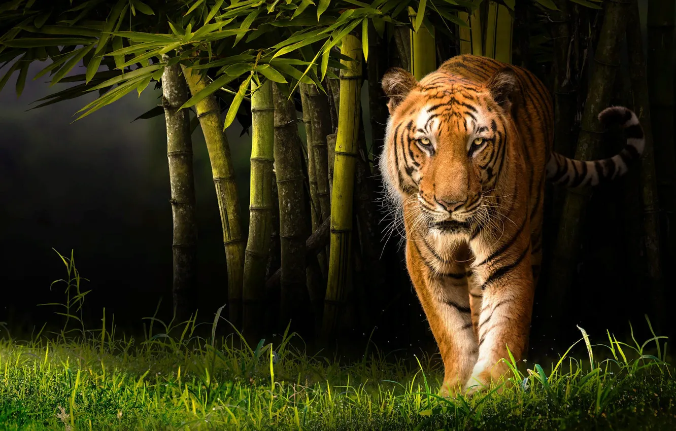 Фото обои трава, природа, тигр, животное, хищник, бамбук, зверь