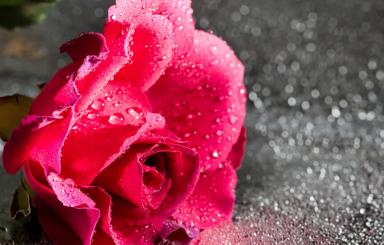 Фото обои капли, роса, роза, лепестки