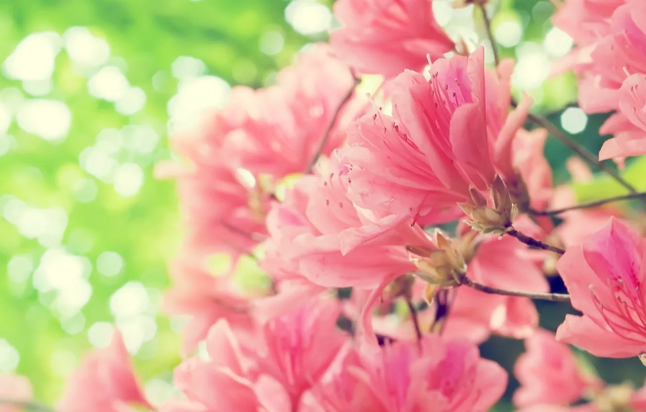 Фото обои цветы, весна, розовые