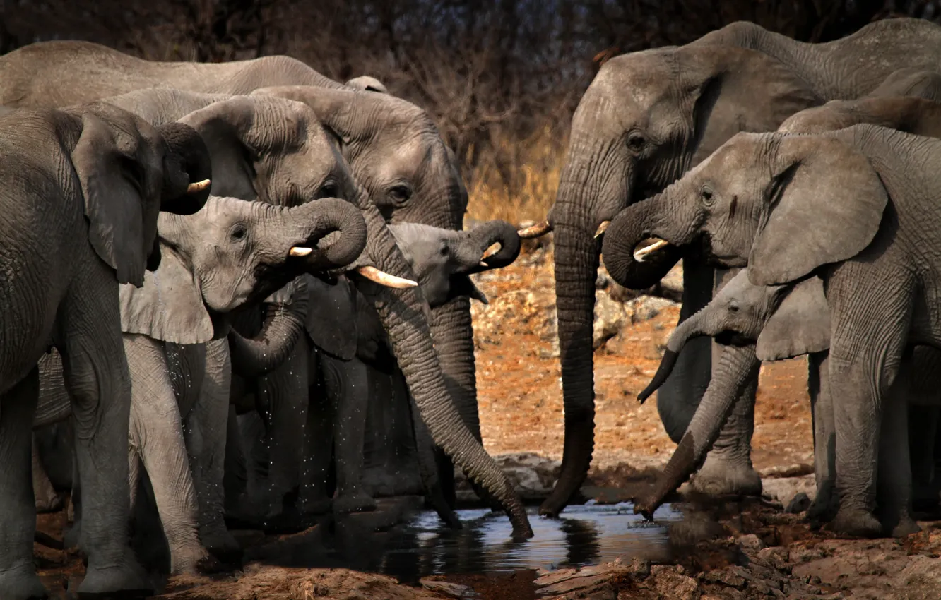 Фото обои Африка, слоны, водопой
