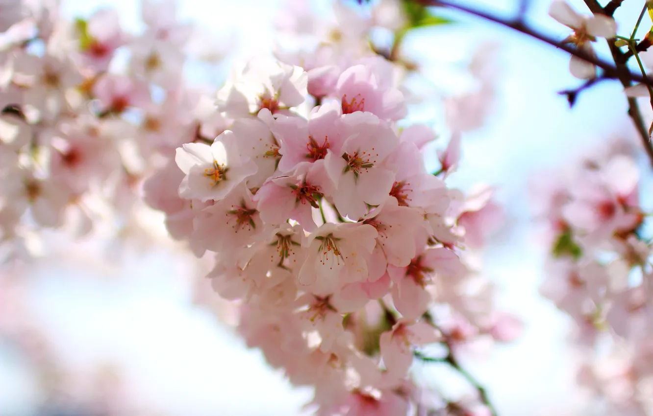 Фото обои Pink, Cherry, Sakura, Flower, Spring