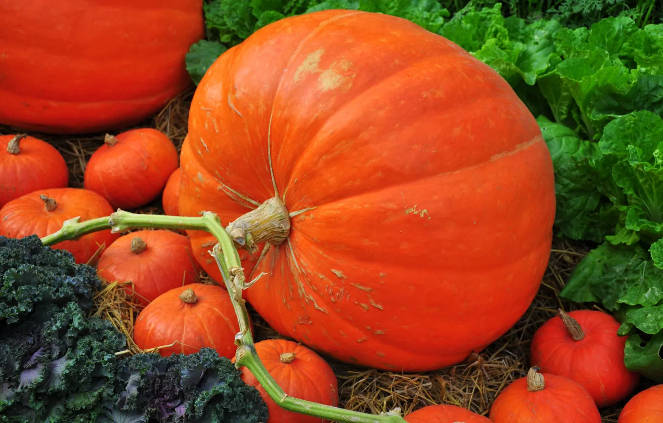 Фото обои осень, урожай, тыква