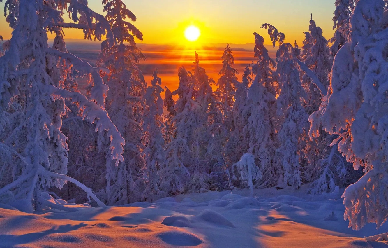Фото обои зима, лес, снег, деревья, закат, ели, Россия, Якутия