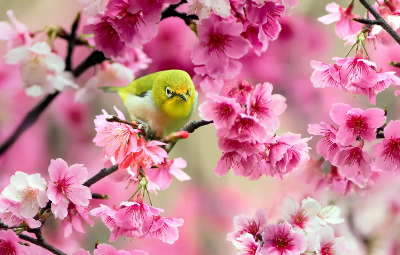 Фото обои цветы, ветки, вишня, дерево, птица, сакура, розовые, желтая