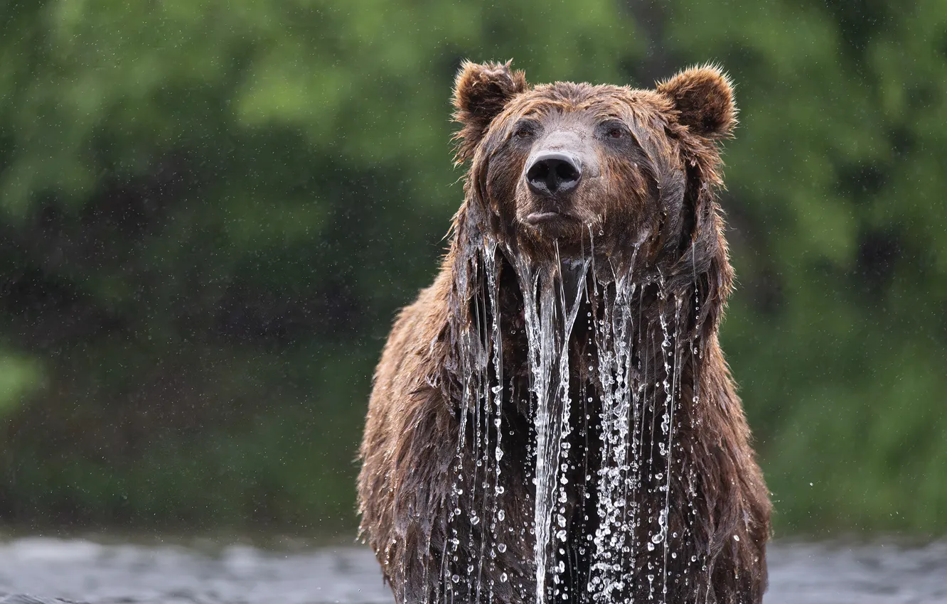 Фото обои вода, мокрый, медведь, Александр Кукринов
