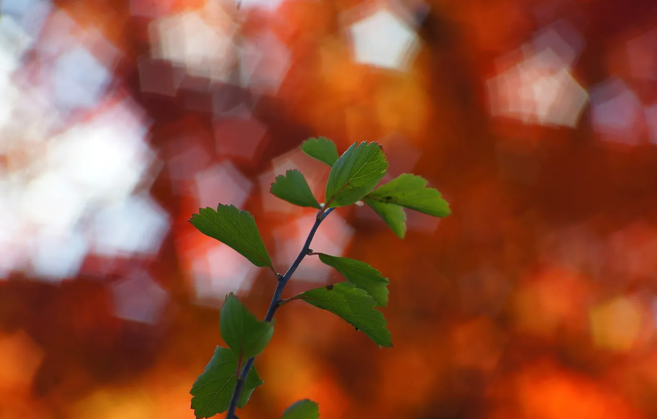 Фото обои осень, листья, растение, ветка