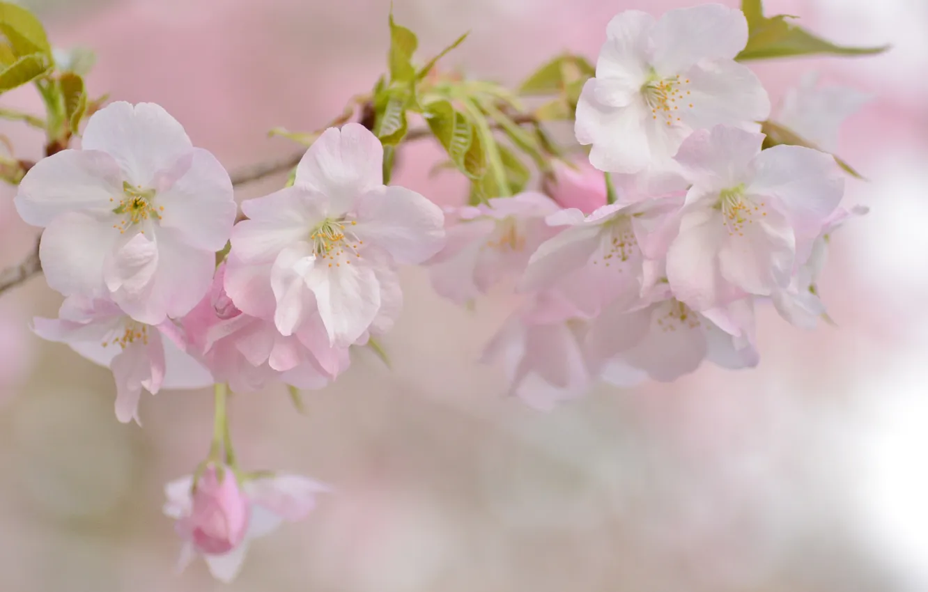 Фото обои вишня, нежность, ветка, весна, сакура