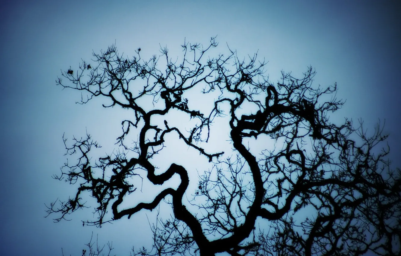 Фото обои ветки, Дерево, изгибы