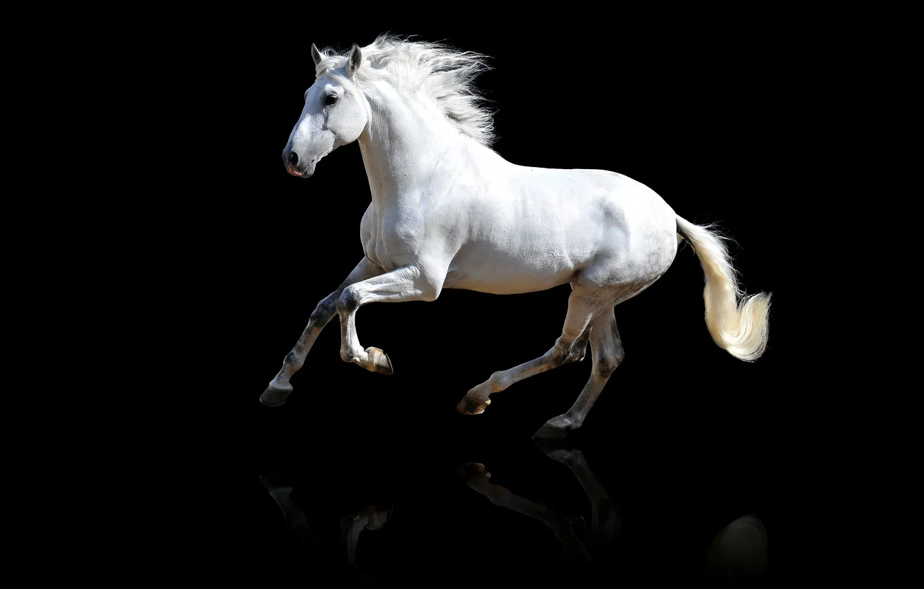 Фото обои белый, взгляд, морда, отражение, конь, лошадь, грива, белая