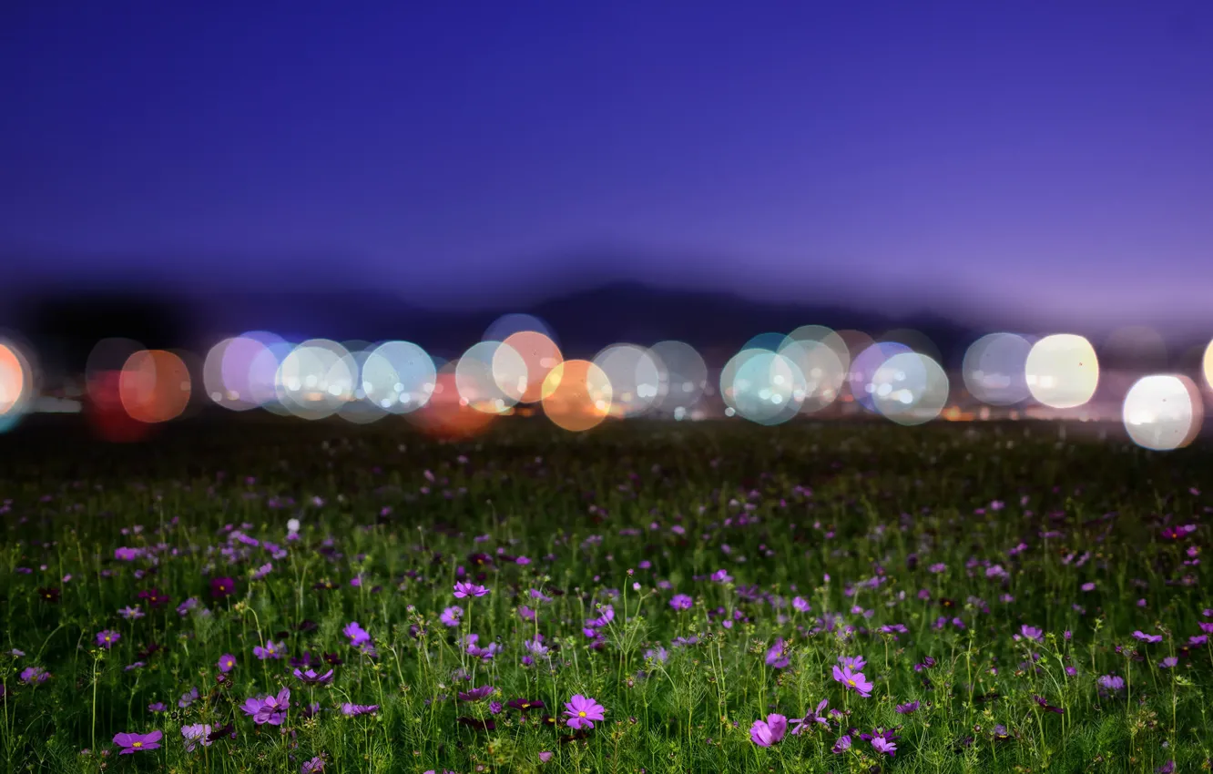 Фото обои поле, цветы, ночь, фонари, боке