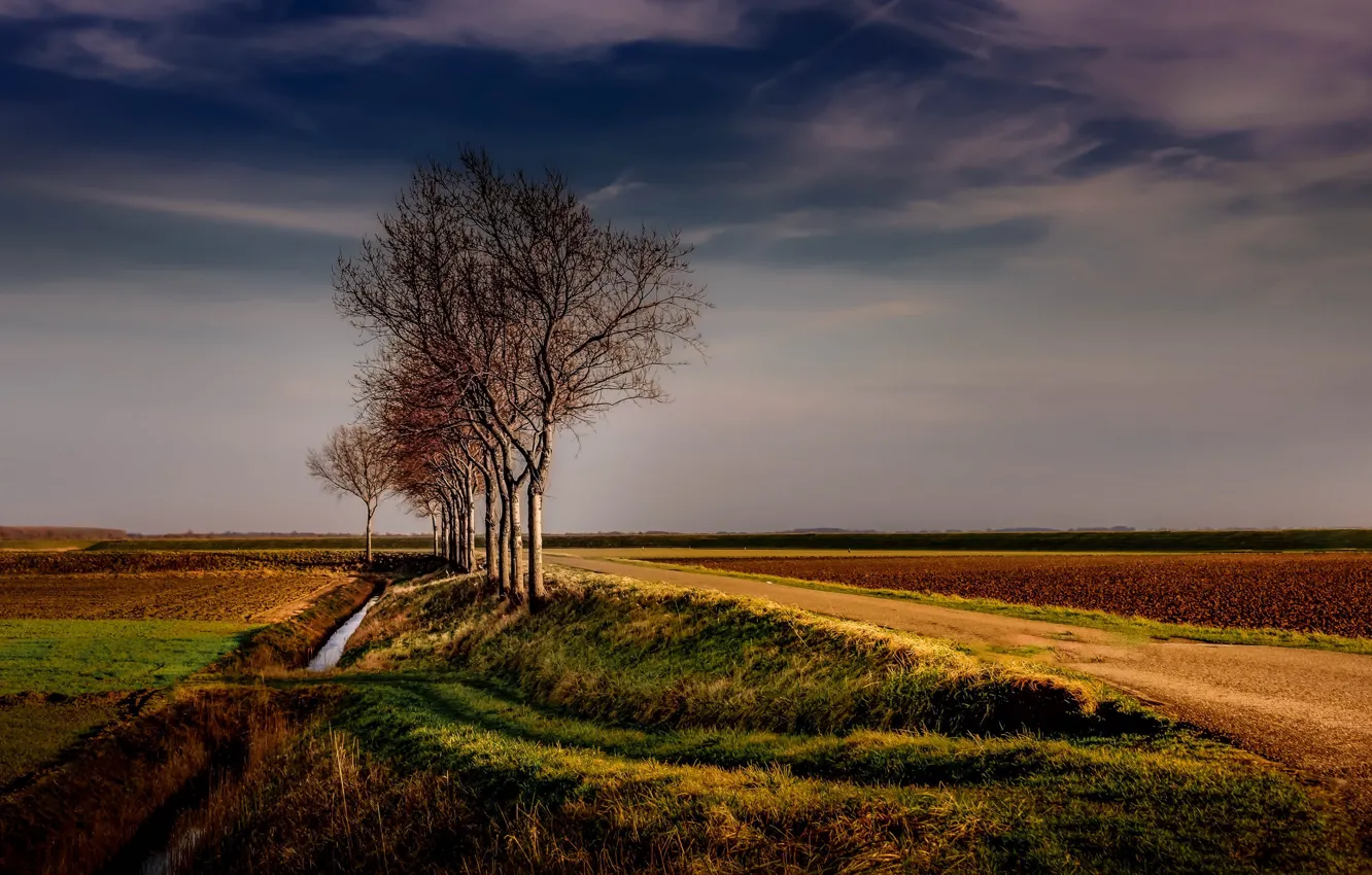 Фото обои дорога, поле, дерево