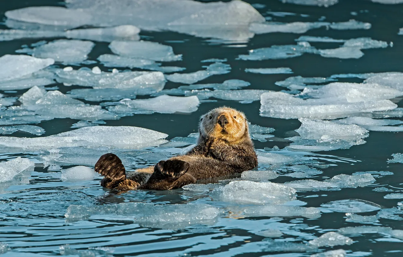 Фото обои лёд, Аляска, США, Prince William Sound, Alaska USA, пролив Принца Уильяма, Sea Otter, Морская выдра