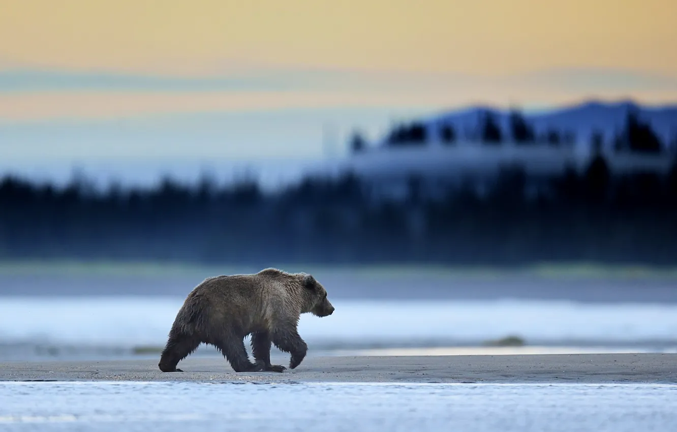 Фото обои Alaska, Predator, Sunrise, Wild, Lake, Bear, Clark, Mammal