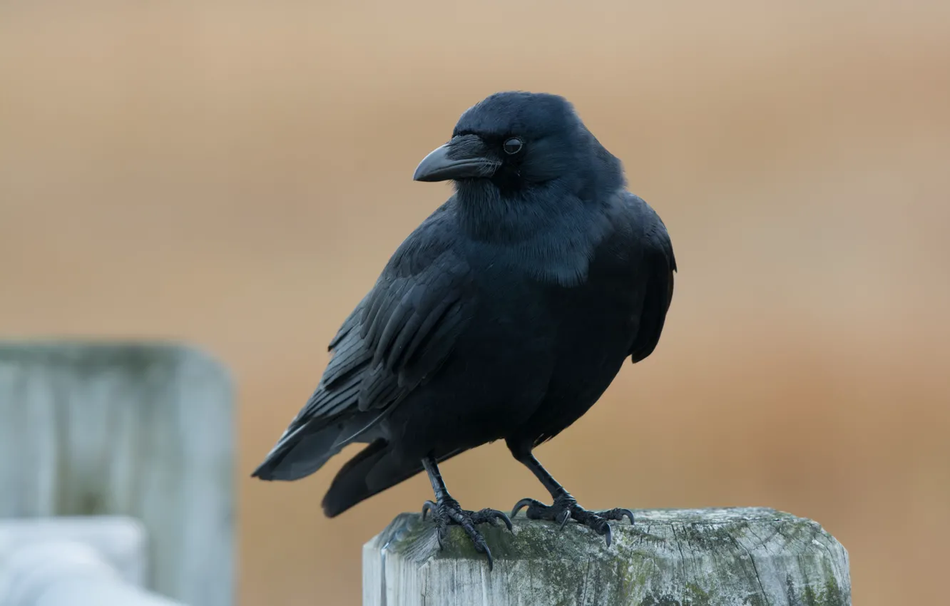 Фото обои природа, птица, American Crow