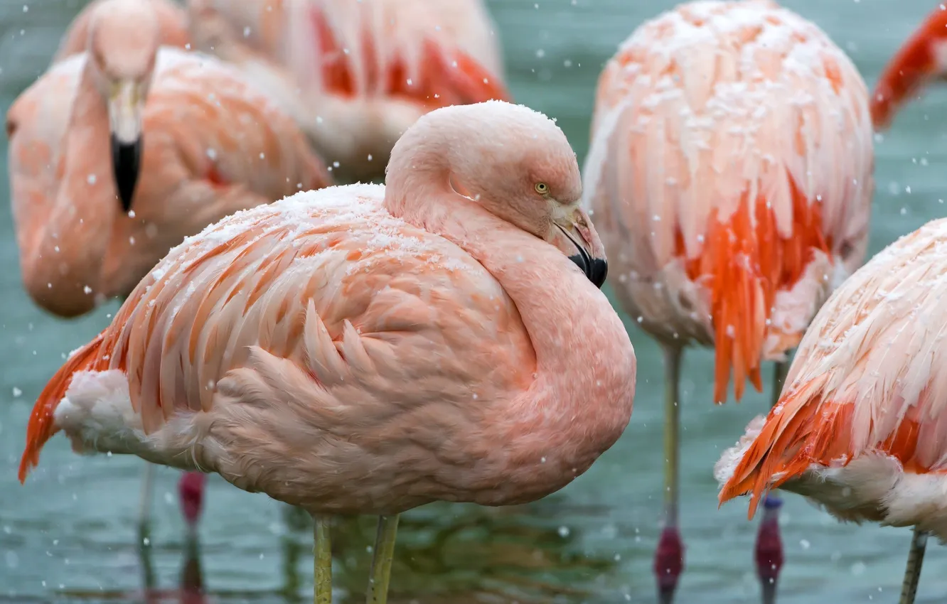 Фото обои птица, розовые, фламинго